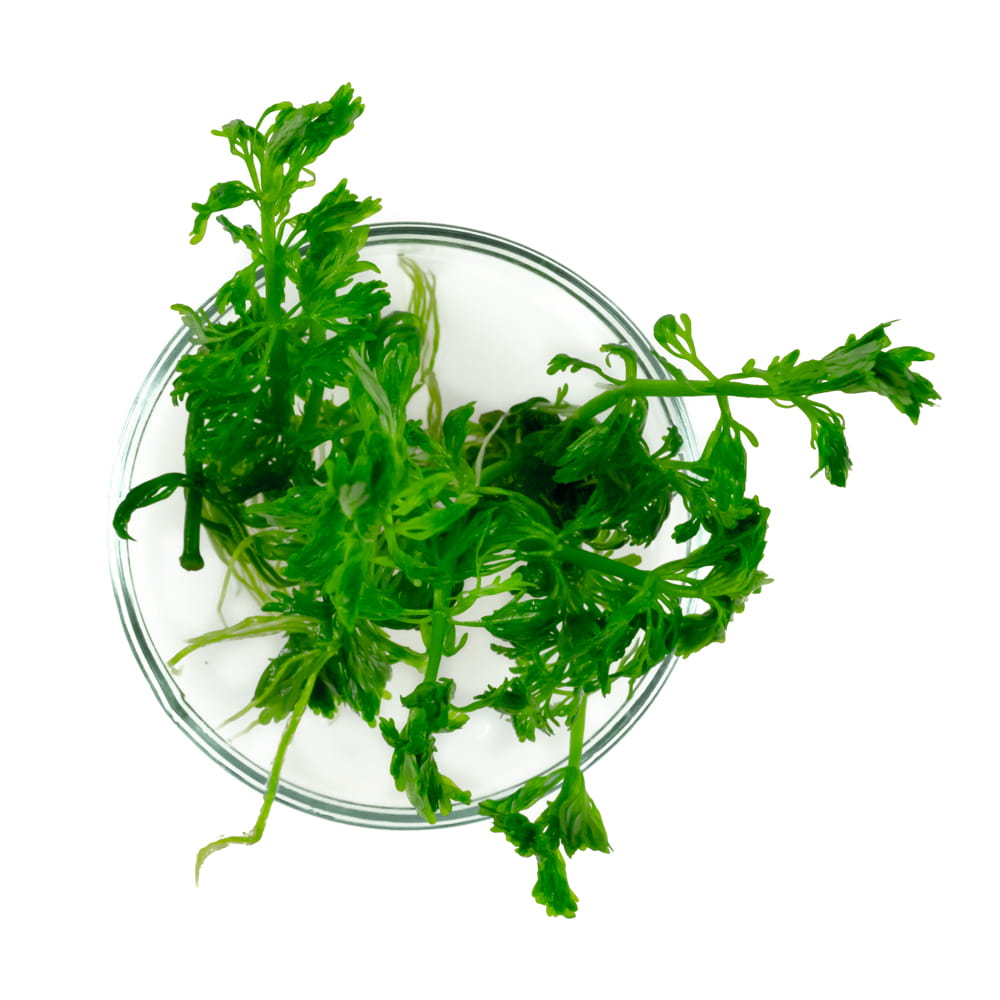 Limnophila sessiliflora Bezszypułkowa in vitro 5 sadzonek